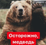 Уважаемые бодайбинцы! В связи с участившимися случаями выхода медведей к местам отдыха в лесах жителей, а также к дачным кооперативам, убедительная просьба быть осторожными - Администрация г. Бодайбо